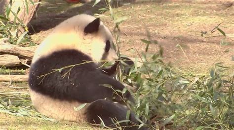 are pandas found outside of china